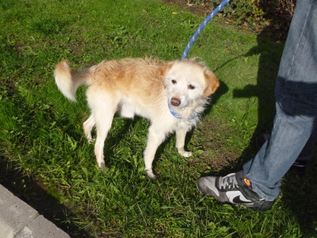 BRADY, Croisé Griffon Sable, 2 ans et demi - M 28659710