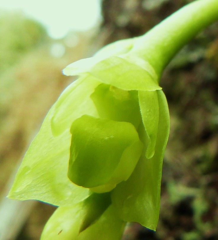 Bulbophyllum macrocarpum : tout nouveau tout beau 025_2110