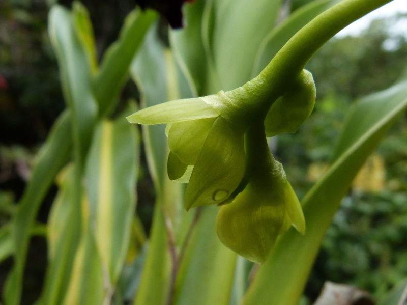 Bulbophyllum macrocarpum : tout nouveau tout beau 028110