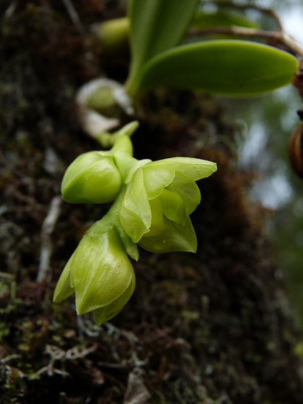 Bulbophyllum macrocarpum : tout nouveau tout beau 063111