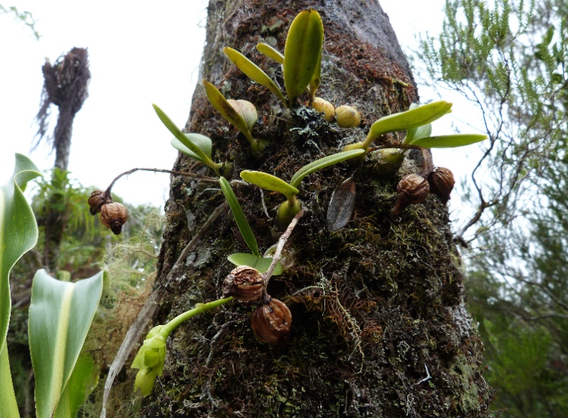 Bulbophyllum macrocarpum : tout nouveau tout beau 074110