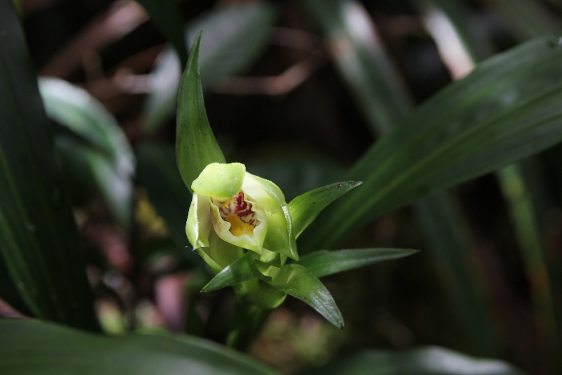Gastrorchis lutea ssp longibracteata: la fleur !!! 081110
