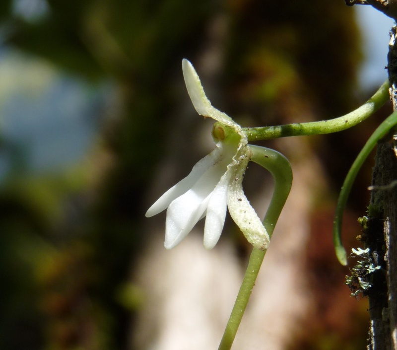 jumellea divaricata 101_210