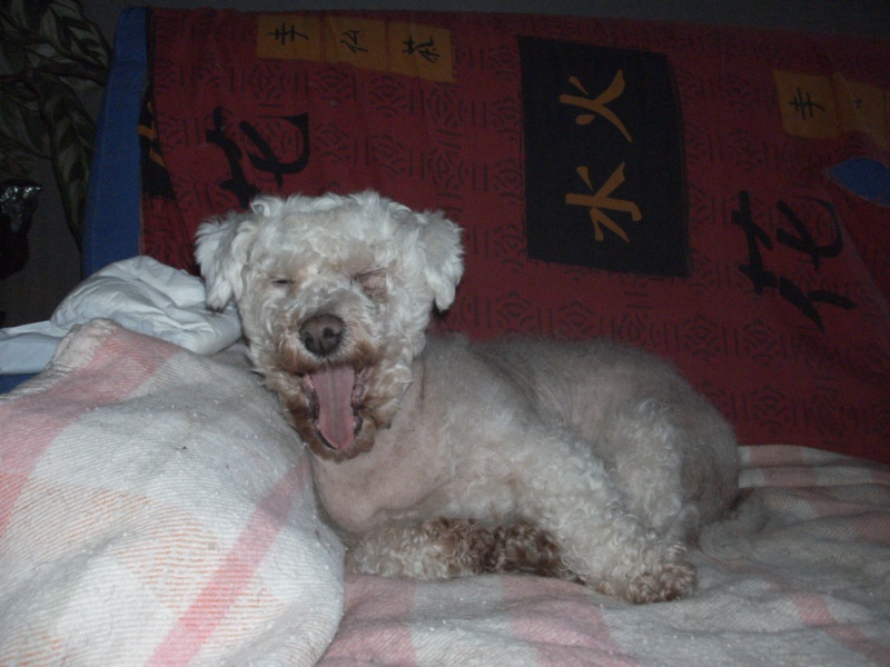 PRINCESSE BICHON F NEE 98 REFUGE DE FILEMON 80 AMIENS - Page 7 Pict2711