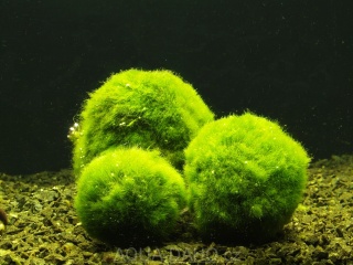 algue - algue sur hemiantus Boule_10