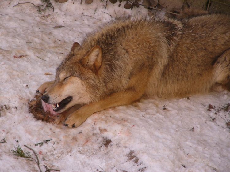 Questions qui touchent les Winiens,qui sait comment amélioré le lien entre un animal et un humain ? Clickh13