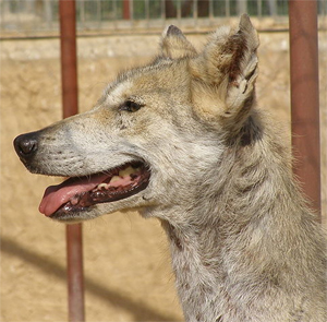 Questions qui touchent les Winiens,qui sait comment amélioré le lien entre un animal et un humain ? Clickh17