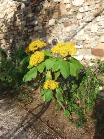 (83) Parc Saint-Bernard et Villa Noailles - Hyères - Page 2 Dscf2019