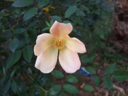 Rosa chinensis mutabilis Dscf2219