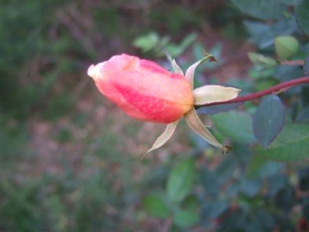 Rosa chinensis mutabilis Dscf2220