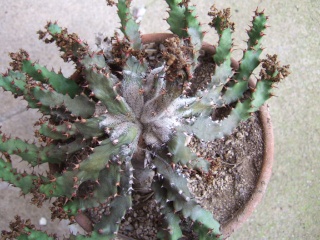 Euphorbia squarrosa Dscf2613