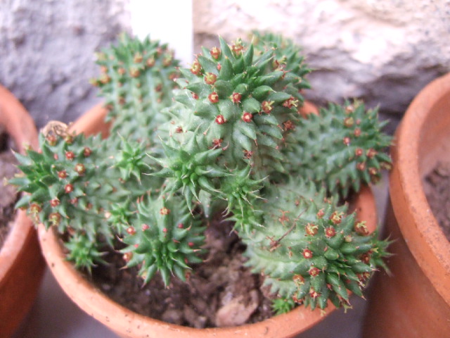 Euphorbia suzannae Dscf2617