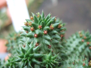 Euphorbia suzannae Dscf2618