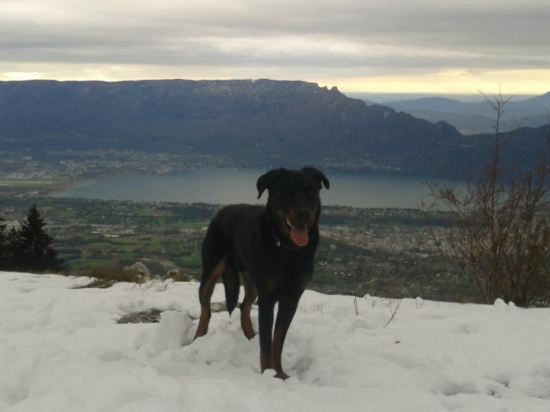 Gally des Reflets de Braise :  le beauceron comme sur des roulettes. - Page 10 41715810