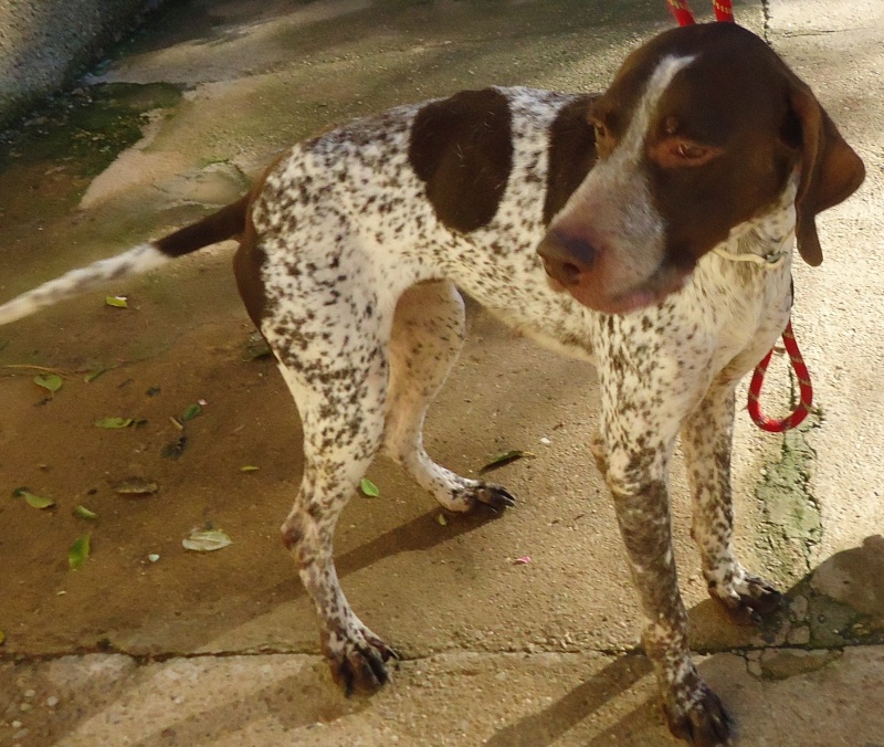 BALTO  -  Braque  7 ans  -  SPA DE  VALLERARGUES  (30) 1083310