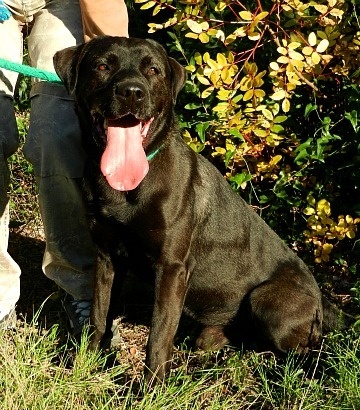 CELIO  -  Labrador  5 ans  -  SALON DE  PROVENCE  (13) 112