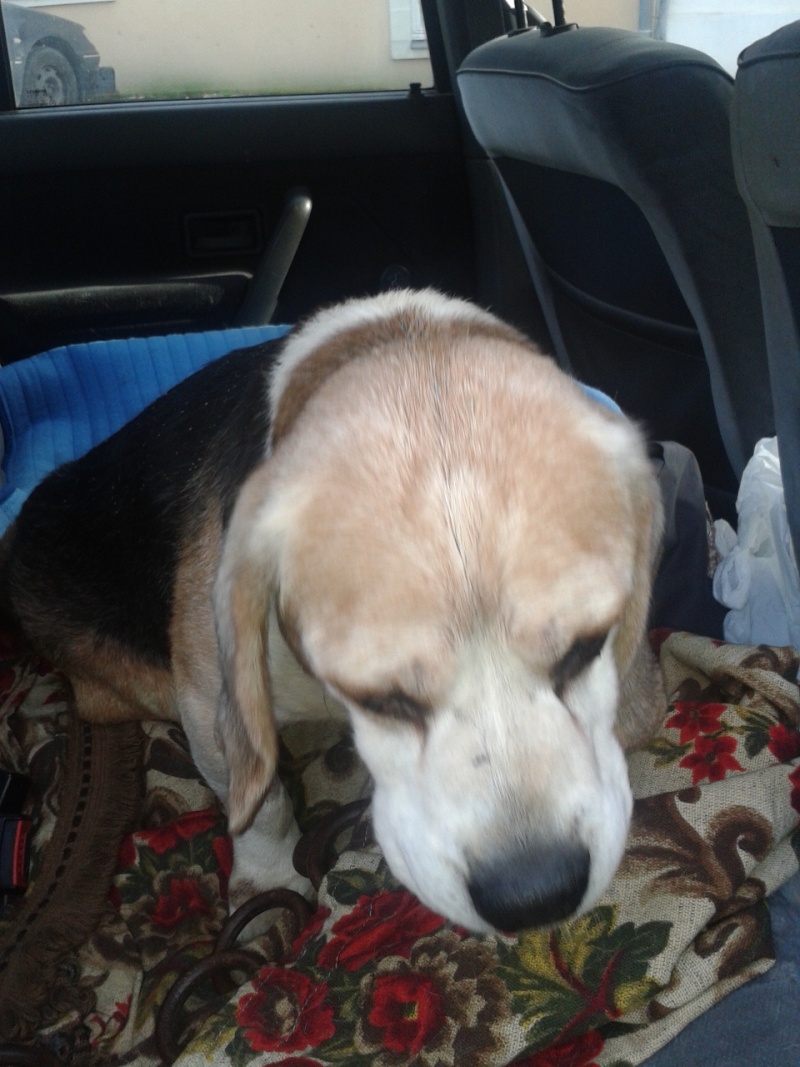 RUSTY - x beagle 12 ans (paralysé train arrière) MASAQ à Figeac (46)... adopté par sandra unamourdeyork 2012-112