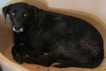 ALADIN  -  croisé Labrador noir 10 ans  (10 ans de refuge) eligible FALD -  Refuge des Chiens en Liberté à AIX EN  PROVENCE  (13) 2012al10