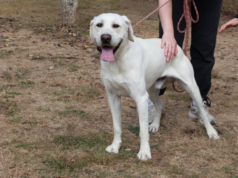 ELIOS  -  Labrador  4 ans  -  SPA DE  POITIERS  (86) 206_r_10