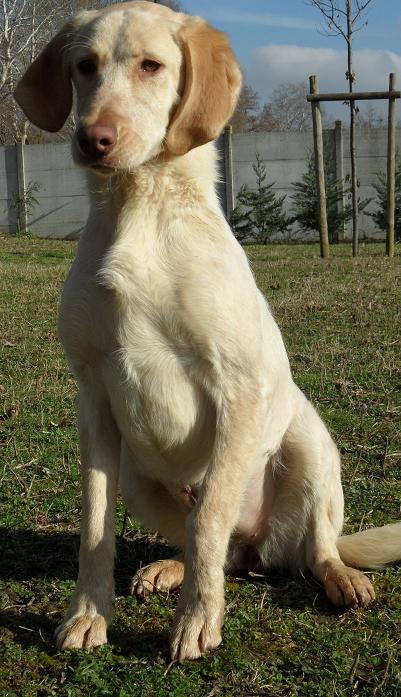 ZOUPETTE  -  croisée Labrador  10 mois  -  SPA DE  GOLFECH  (82) 21510