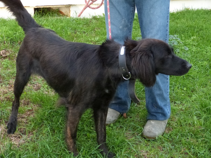 LILI  -  croisée Setter / Labrador  2 ans  -  SPA DE  POITIERS  (86) 234_r_10