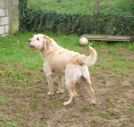 CARAMEL  -  croisé Griffon / Labrador  5 ans  -  SPA DE  CARQUEFOU  (44) 245510