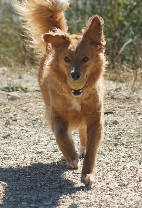 LOUPI  -  croisé Retriever  4 ans 1/2  -  SPA DE  MARSEILLE  (13) 31121011