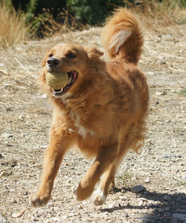 LOUPI  -  croisé Retriever  4 ans 1/2  -  SPA DE  MARSEILLE  (13) 31121012