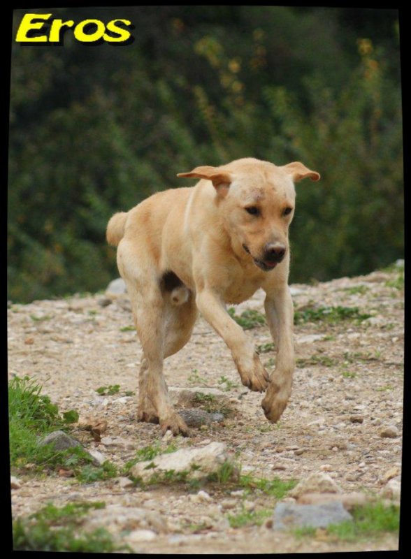 EROS  -  Labrador 5 ans  -  SPA DE  MARSEILLE  (13) 31232610