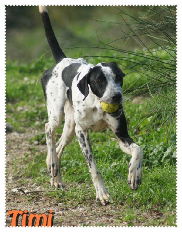 TIMI  -  croisé Pointer  2 ans 1/2 -    -  SPA DE  MARSEILLE  (13) 31256211