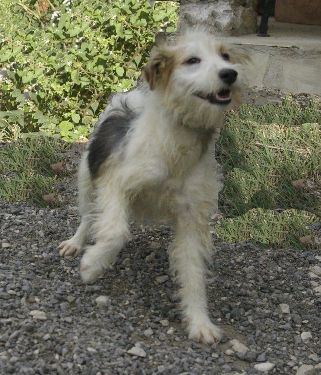 HALVA  -  croisée Fox Terrier  9 mois  - SPA DE  CABRIES  (13) 5292xf11
