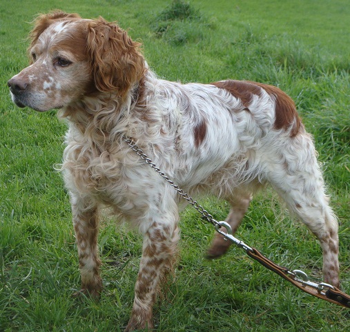 BOMEC -  Epagneul Breton  9 ans  -  SPA DE  QUIMPER  (29) Bmec2210