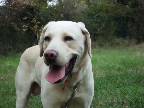 CARAMEL  -  Labrador  5 ans -  ASPA DE  VALENCE  (26) Carame12