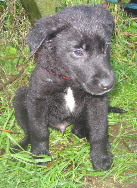 2 CHIOTS LABRADOR  3 mois (1 femelle et 1 male)  -  SPA DE  PLOUHINEC  (29) Chiot211