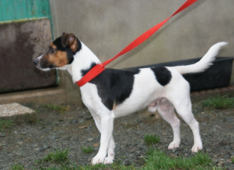 DENZO  -  Fox Terrier  2 ans 1/2  -  SPA LA ROCHE SUR YON  (85) Dsc02511