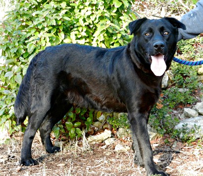 GARDIAN  -  croisé Labrador noir  4 ans  -  SALON DE PROVENCE  (13) Dscn7810