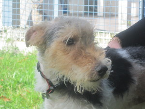 FOXx  -  Fox Terrier  3 ans  -  SPA DE  MONTLUCON  (03) F5651910