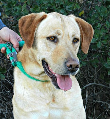 GARY  -  croisé Labrador  2 ans  -  SALON DE  PROVENCE  (13) Gary-510