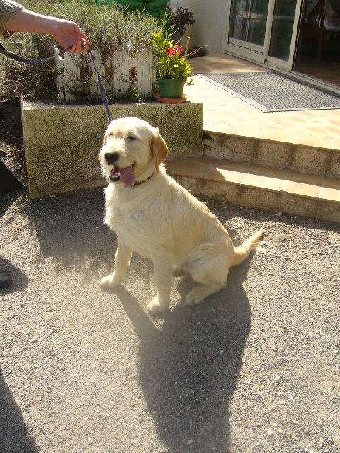 FRIPOUILLE  -  croisée Labrador  2 ans 1/2  -  REFUGE DE L'ANGOUMOIS A MORNAC (16) P1140012