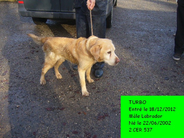 URGENCE TURBO  -  Labrador  10 ans  -  REFUGE DE L'ANGOUMOIS A MORNAC  (16) P1140812