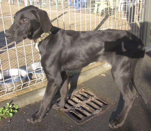 POLOCHON  -  croisé Labrador  3 ans (depuis chiot au refuge)  -  SPA DE  RENNES  (35) Poloch12