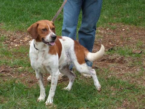 Patoun Croise Epagneul Beagle Spa De Poitiers 86
