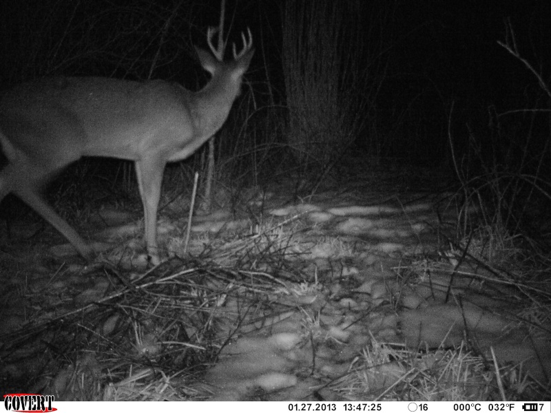 Covert MP6 1st deer pics ! 01611