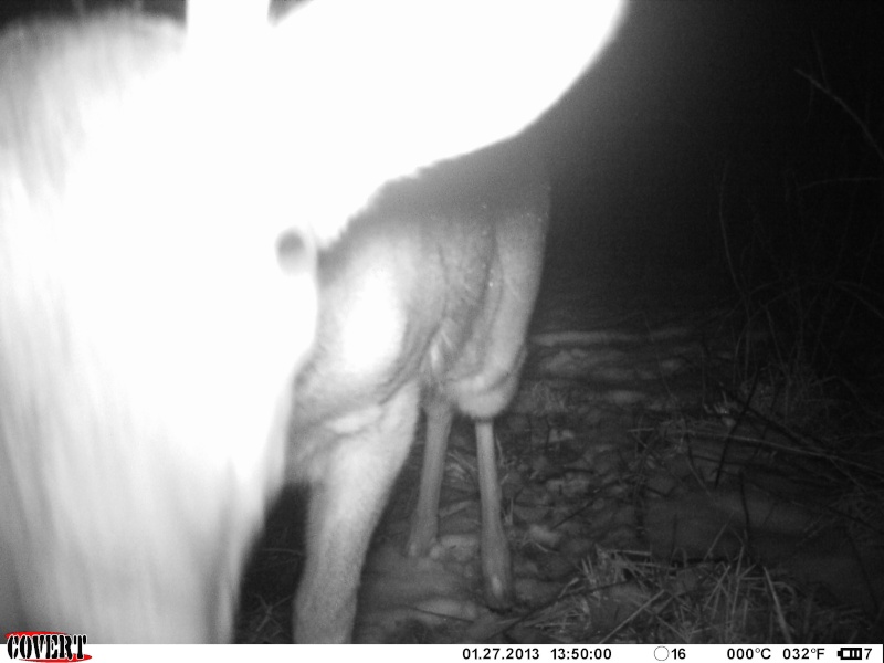 Covert MP6 1st deer pics ! 02610