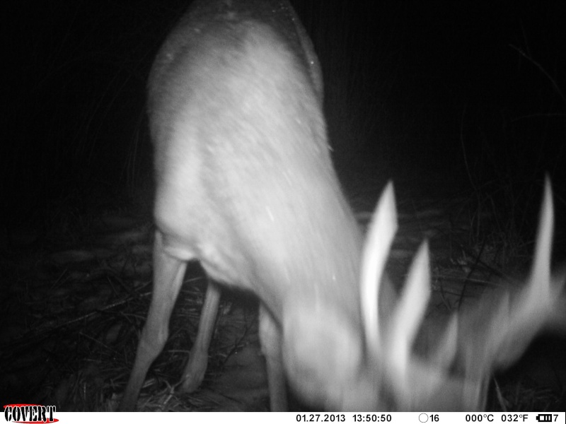 Covert MP6 1st deer pics ! 03210