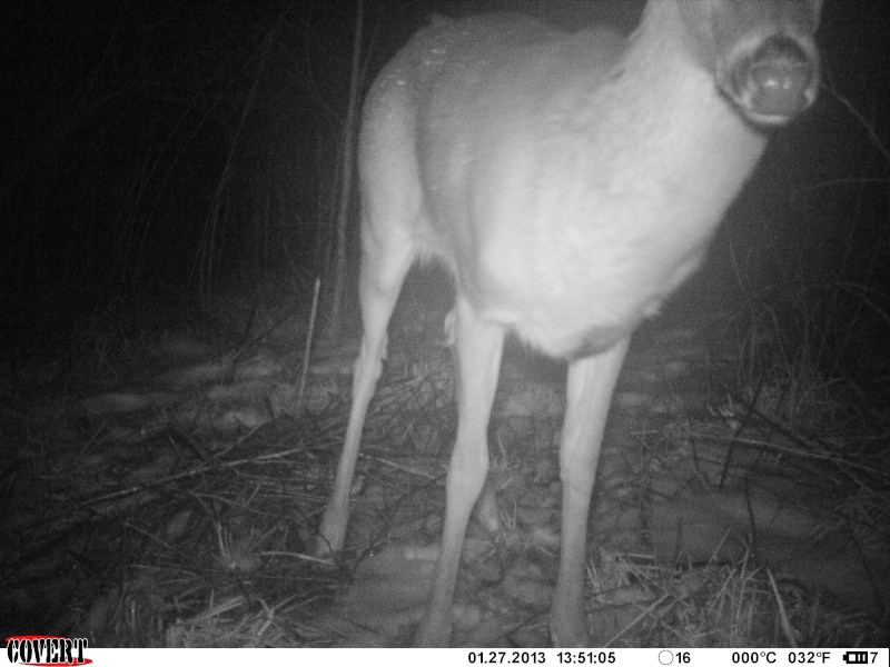 Covert MP6 1st deer pics ! 03410