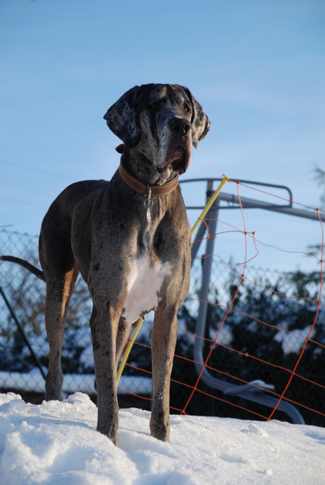 Evolution "physique" de vos chiens Dsc_5110