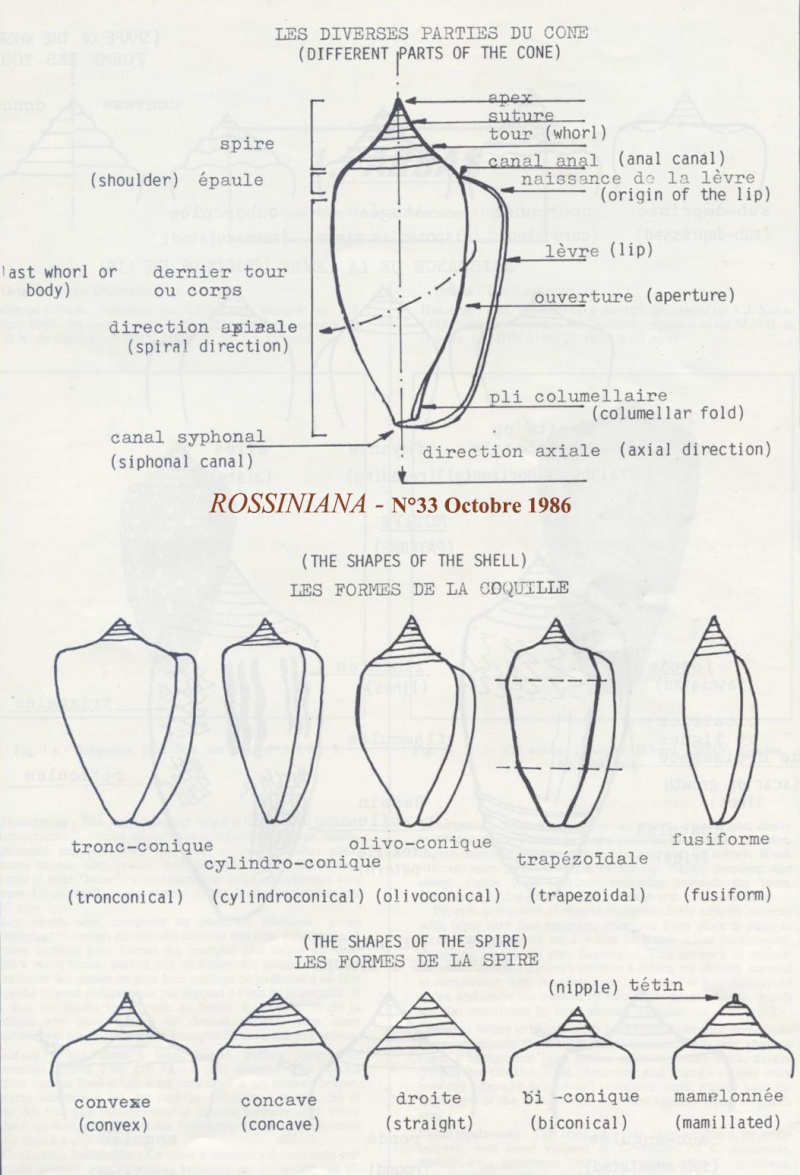 Formes de cônes Formes10