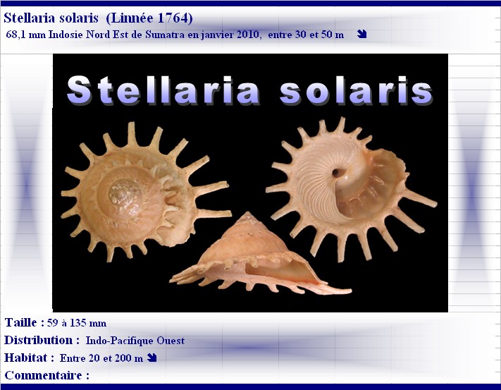 Stellaria solaris (Linnaeus, 1764) Stella14
