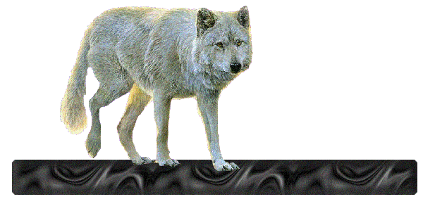 Le loup un animal majestueux 8b652910